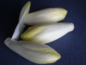 cikoria